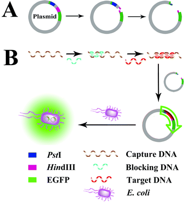 protein binding assay