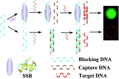 protein binding assay