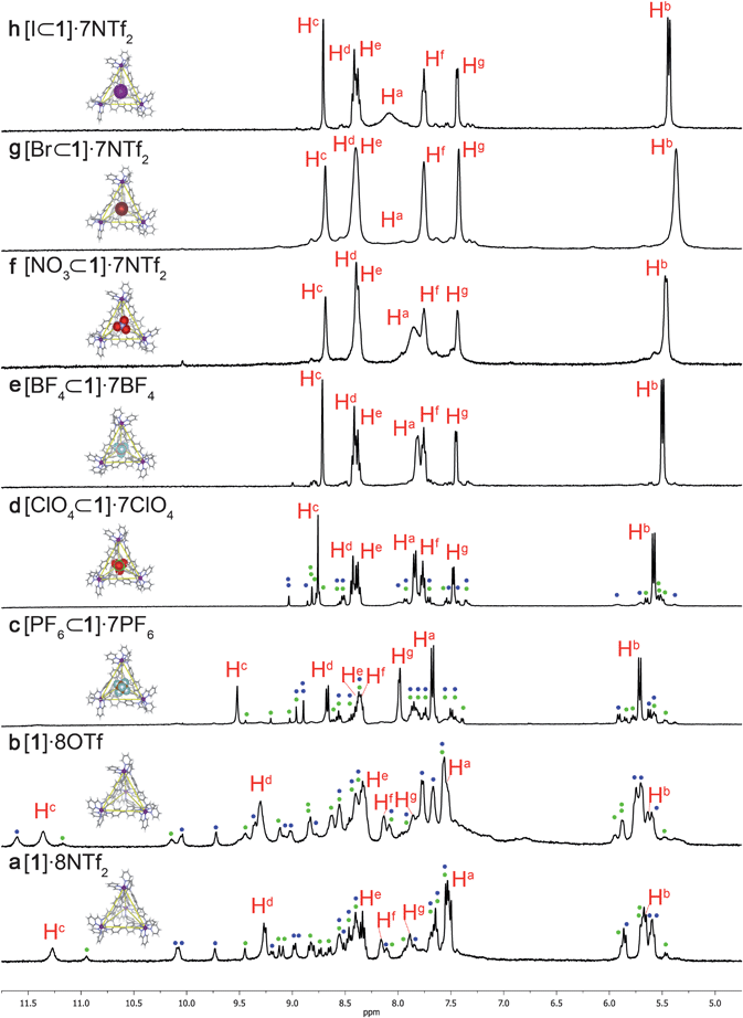 1H NMR spectra (400 MHz, CD3CN, 298 K) of 1 with different anions. For clarity, only peaks corresponding to T-symmetric diastereomers are labelled in red (see Fig. 1 for labelling scheme), blue dots indicate peaks corresponding to 1-S4, green dots indicate peaks corresponding to 1-C3. Where small peaks are unlabelled they correspond to less than 1% relative abundance and are within the error of the measurements. (a) [1]·8NTf2; 1-T, 1-S4 and 1-C3 are observed in a 32 : 49 : 19 ratio. (b) [1]·8OTf; 1-T, 1-S4 and 1-C3 are observed in a 32 : 49 : 19 ratio. (c) [PF6⊂1]·7PF6; 1-T, 1-S4 and 1-C3 are observed in a 59 : 29 : 15 ratio. (d) [ClO4⊂1]·7ClO4; 1-T, 1-S4 and 1-C3 are observed in a 68 : 8 : 24 ratio. (e) [BF4⊂1-T]·7BF4; only 1-T is observed. (f) [NO3⊂1-T]·7NTf2 formed from the addition of one equivalent of tetrabutylammonium nitrate to [1]·8NTf2. (g) [Br⊂1-T]·7NTf2 formed from the addition of one equivalent of tetrabutylammonium bromide to [1]·8NTf2. (h) [I⊂1-T]·7NTf2 formed from the addition of one equivalent of tetrabutylammonium iodide to [1]·8NTf2.