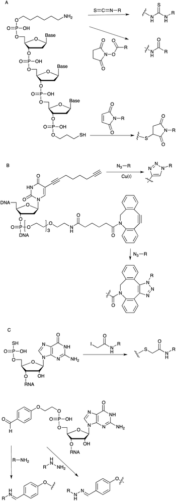 (A): Linker chemistry employed for the post-SELEX modification of DNA aptamers. (B): Linker for DNA functionalization via alkyne–azide cycloaddition. (C): Initiator nucleotides for the chemical modification of the 5′ position of RNA aptamers.