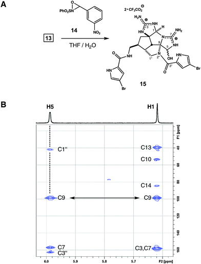 (A) Reagents and conditions: 14, THF, 60 °C, 2 h, 66%, d.r. ∼1.4 : 1. (B) Partial HMBC data for 15 (500 MHz, CH3OH-d4); key correlations: H5–C1′′, H5–C3′′, H5–C9 and H1–C9.