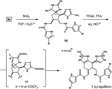 
          Reagents and conditions: (a) 9c, excess SmI2, THF/H2O, −40 °C to RT, 37%; (b) TFAA/TFA, THF, 70 °C; aq. 1 N HCl, 38% from 10.