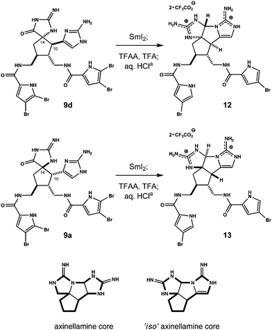 
          Reagents and conditions: (a) TFAA/TFA, THF, 60 °C; aq. 1 N HCl. Products 12 and 13 isolated as bistrifluoroacetate salts (22 and 13% respectively over two steps, >95% purity) following two rounds of preparative reverse phase HPLC. Lowered yields reflect competing air oxidation of intermediates during isolation.