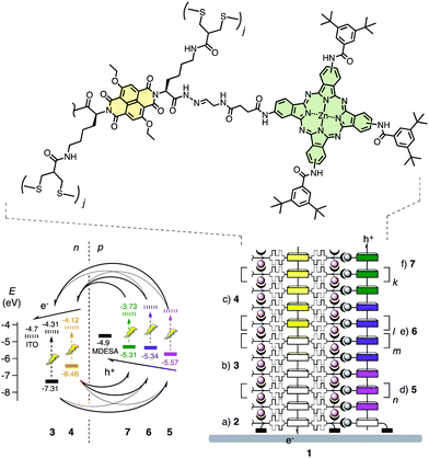 Design of a double-channel photosystem 1 with oriented antiparallel redox gradients composed of naphthalenediimides, phthalocyanines and porphyrins. Full structures of components 2–7 are shown in Scheme 1, their assembly by SOSIP-TSE is outlined in Scheme 2. HOMO (bold) and LUMO levels (dashed) are from the literature or calculated from cyclic voltammograms (−5.1 eV for Fc/Fc+). Charge transfer opportunities are based on feasibility and are confirmed partially, possible energy transfer is not shown.