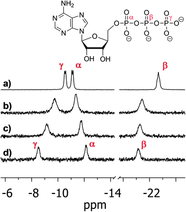 31 P NMR spectra of (a) ATP (10 mM) and (b) PPi (10 mM) in 