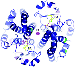 Structure of 20 bound to GST P1-1 showing cleavage of the Pt–EA moieties, with EA located in the enzyme active site, with the Pt at the dimer interface (PDB 3N9J).75
