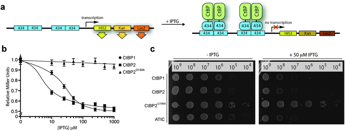CtBP reverse two-hybrid system. (a) CtBP expression as fusions with the 434 bacteriophage DNA binding protein is induced by IPTG. The CtBP-434 fusion proteins associate to form a functional repressor that prevents expression of the reporter genes HIS3 and KanR, inhibiting growth on selective media. The third reporter gene, LacZ is used to quantify the protein–protein interaction by o-nitrophenyl-β-d-galactoside (ONPG) assays. (b) ONPG assay of the CtBP1, CtBP2 and CtBP2G189A RTHS. (c) Drop-spotting serial dilutions (2.5 μL of ∼10n cells per mL) of the CtBP1, CtBP2, CtBP2G189A, and ATIC (positive control)41 RTHS onto selective media plates with and without IPTG. Data shows formation of a functional repressor in all cases except the dimerization-incompetent CtBP2G189A RTHS.