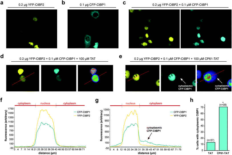CP61 disrupts CtBP dimerization in cells. (a) Subcellular localization of YFP–CtBP2 in COS-7 transfected with a plasmid encoding YFP–CtBP2. (b) Subcellular localization of CFP–CtBP1 in COS-7 transfected with a plasmid encoding CFP–CtBP1. (c) Subcellular localization of YFP–CtBP2 and CFP–CtBP1 in COS-7 cells transfected with plasmids encoding both proteins. (d and e) Cells transfected as in (c) were pre-treated with 100 μM TAT (d) or 100 μM CP61–TAT (e) to assess the effect of the peptides on inhibiting the CFP–CtBP2-dependent relocalisation of YFP–CtBP1 out of the cytoplasm and into nucleus. Right hand images shows rainbow lookup table applied to CFP image (middle panel) to demonstrate fluorescence intensity. (f and g) Line analysis (along red line) of the YFP and rainbow lookup images in (d) and (e) respectively. Overlapping peaks demonstrate co-localization in the nucleus. Arrows in (e) and (g) show cytoplasmic CFP–CtBP1 due to CP61–TAT-induced loss of its co-localization with YFP–CtBP2 in the nucleus. (h) Results of line analysis of cells treated with 100 μM TAT or 100 μM CP61–TAT, scored for presence of cytoplasmic CFP–CtBP1. Number of cells analyzed in brackets. * = statistical difference from TAT-treated cells (P = 0.0011 Fishers exact contingency table).