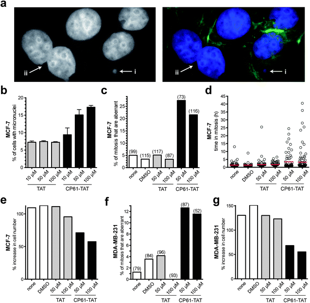 Effect of cell CP61–TAT on mitotic fidelity in breast cancer model cells. (a) Representative images of CP61–TAT-treated MCF-7 cells showing (i) micronuclei and (ii) binucleate cells. Cells in left-hand panel are stained with DAPI (nuclei); cells in right-hand panel are stained with DAPI (nuclei, blue) and FITC (actin fibers, green). (b) MCF-7 cells were incubated with the indicated peptide and fixed for micronuclei analysis after 48 h. >400 cells were scored for each data-point; see Fig. S3 for representative images of cells scored in this assay. (c) MCF-7 cells were treated as indicated and imaged by time-lapse video microscopy for 65 h. The first mitosis of each cell was scored for morphological features of abnormality. Bars indicate the mean values. Number of mitoses scored is shown in parenthesis. The peptides did not substantially reduce the proportion of cells that undergo mitosis (Fig. S4a). Representative time-lapse sequences are shown in ESI videos 1 and 2. (d) The length of time in mitosis was scored for cells in (c), red bars show mean time in mitosis. (e) The effect of CP61–TAT compared to TAT alone on the increase in total MCF-7 cell number during the first 48 hours of analysis. (f) MDA-MB-231 cells were treated as indicated and imaged by time-lapse video microscopy for 65 h. The first mitosis of each cell was scored for morphological features of abnormality. The peptides did not substantially reduce the proportion of cells that undergo mitosis (Fig. S4b). The data is presented as in (c). (g) The effect of CP61–TAT compared to TAT alone on the increase in total MDA-MB-231 cell number during the first 48 hours of analysis.