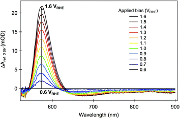 Difference steady-state absorption spectra of hematite photoelectrode under various applied electrical bias. The values plotted in the figure were obtained by subtracting the absorbance at +0.6 VRHE (close to the flatband potential) from the absorbance at each applied potential, in the same range used for the transient absorption studies. Adapted from ref. 59.