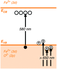 Schematic illustration depicting the nature of electronic transitions responsible for the Vis-NIR transient absorption spectra of hematite photoanodes.We note the absorption band assigned to hematite holes, peaking at 650 nm, extends as a broad band between 550 and >900 nm. In contrast, the absorption band assigned to optical excitation from the hematite valence band to intraband trap states exhibits a narrow, relatively short lived signal peaking at 580 nm. We note the long lived absorption signal we have reported previously under positive bias at 580 nm (ref. 11) originates from the former broad absorption feature.