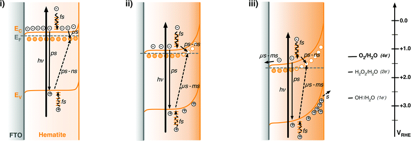 Schematic illustration of the energy diagrams and processes involving photogenerated charge carriers in n-type hematite photoanodes under illumination and under different external potential biases. (i) +0.5 VRHE, corresponding to the results shown in Fig. 2a; (ii) +1.1 VRHE, for Fig. 2c; (iii) +1.6 VRHE, for Fig. 2e. The relative redox potentials for the one-, two-, and four-electron water oxidation reactions are also shown for comparison with the energy of valence band holes.71 In the figure, full line arrows represent electron excitation (thick line) and deactivation processes, and dashed arrows represent photohole deactivation processes, following the excitation laser pulse.