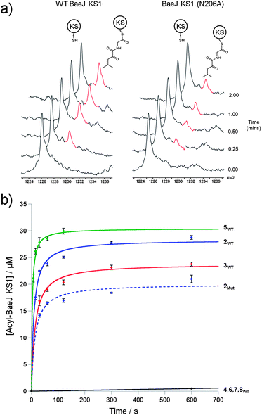 Acylation of Bae KS1 using SNAC thioesters (2–8). (a) Stacked mass spectrum of the 60+ charge state of WT-KS1 and KS1(N206A) showing the difference in acylation by SNAC 2. (b) Kinetic plot of WT-KS1 with SNACs (2–8) (solid trace), and KS1(N206A) with SNAC 2 (dashed trace).