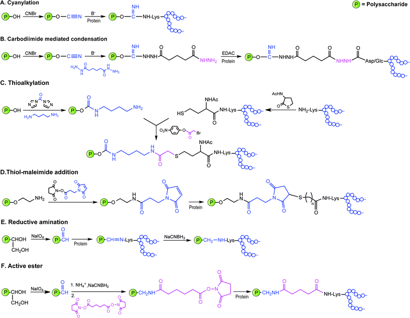 Illustration of commonly employed strategies for the conjugation of carbohydrate antigens (P = polysaccharide) to carrier proteins (protein) in licensed vaccines. These strategies often result in a mixture of glycoproteins due to the heterogeneity of the carbohydrate haptens and the variability of the attachment points onto the protein.