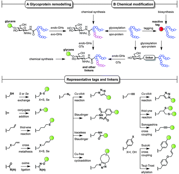 Chemoenzymatic (remodelling) and chemical strategies for the in vitro production of homogeneous glycoproteins. GHs = glycoside hydrolases and GTs = glycosyltransferases.