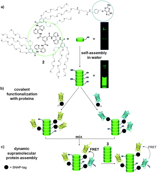 (a) Structure of the O-benzylguanine (BG) discotic 2 carrying a single moiety for conjugation to SNAP-tag fusion proteins. In water these discotics self-assemble to form auto-fluorescent columnar stacks, displaying moieties for conjugation at their periphery. The photographs show 10 μM solutions of 2 in CH2Cl2 (top) and in water (bottom) excited with UV light (λex = 350 nm). (b) Site-selective covalent functionalization of the supramolecular polymer with a SNAP-tag fused to cyan and yellow fluorescent protein (CFP and YFP). (c) Dynamic intermixing of supramolecular protein assemblies results in efficient Förster resonance energy transfer (FRET) between CFP and YFP. Intercalation of inert-discotic 3 allows tuning of the distance between the fluorescent proteins.