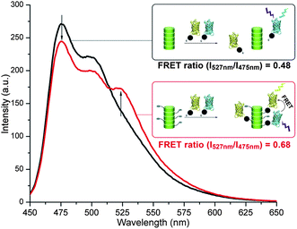 Emission spectra (λexc = 410 nm) of 1 : 1 mixtures of YFP-SNAP (1 μM) and CFP-SNAP (1 μM) incubated for 3 h at 37 °C with either the BG-discotic 2 (20 μM; red trace) or inert-discotic 3 (20 μM; black trace).