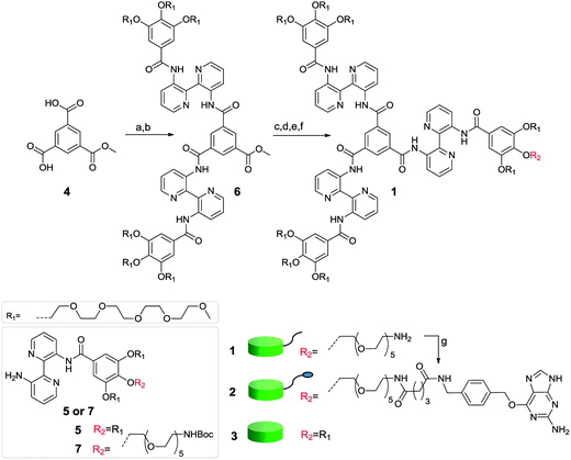 Synthesis of benzylguanine-discotic 2 and structure of the inert-discotic 3. Reagents and conditions: (a) (COCl)2, DMF, CH2Cl2, 0 °C, 1 h, quant., (b) 5, NEt3, CH2Cl2, RT, 18 h, 52%, (c) (i) LiOH, H2O, 85 °C, 16 h, (ii) aq. oxalic acid, 85%, (d) 1-chloro-N,N,2-trimethylpropenylamine, RT, 2 h, quant., (e) 7, NEt3, CH2Cl2, RT, 18 h, 77%, (f) TFA, CH2Cl2, RT, 1 h, quant. and (g) O6-(4-glutarylamidomethyl)benzylguanine, HBTU, DIPEA, DMA, RT, 4 h, 90%.