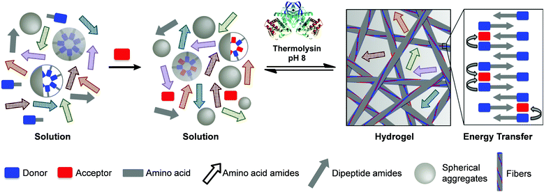 Schematic representation of thermolysin-triggered development of a bi-component hydrogel composed of naphthalene donors and dansyl acceptors, showing efficient energy transfer from a library of eight different amino acid non-assembling precursor components.