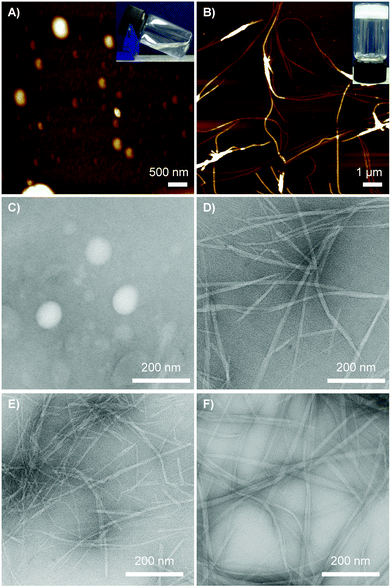 (A and B) AFM images of DCL + 2 mM DA system on mica surface and (C–F) TEM images of DCL and individual systems in the absence and presence of DA on carbon-coated copper grid. (A and C) Before and after the addition of thermolysin in the (D) absence and (B and E) presence of DA molecules in DCL system. (F) Isolated YF + 2 mM DA system. Inset: Photographs of the corresponding materials before (transparent and clear solution) and after (self-supporting hydrogel) the addition of thermolysin. Conditions: [Nap-Y] = 20 mM, [each X-NH22222222222222222] = 80 mM, [DA] = 2 mM and [thermolysin] = 1 mg ml−1.
