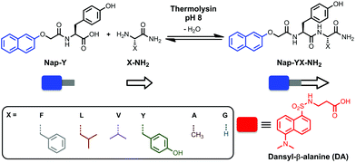 Formation of naphthoxy-substituted dipeptide amphiphiles by a fully reversible thermolysin-catalysed condensation reaction and the molecular structure of dansyl-β-alanine (DA) used in this study.