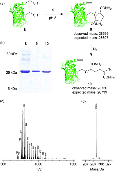 Regioselective dual modification of double cysteine GFP mutant 8. (a) Generation of GFP(S147Azide, T230Dha, 233Δ) 10 from GFP(S147C, T230C, 233Δ) 8. (b) SDS-PAGE characterisation of 8, 9 and 10 with Coomassie staining. (c) Raw and (d) deconvoluted MS data for GFP(S147Azide, T230Dha, 233Δ) 10.