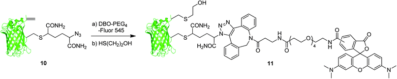 Elaboration of GFP(S147Azide, T230Dha, 233Δ) 10.