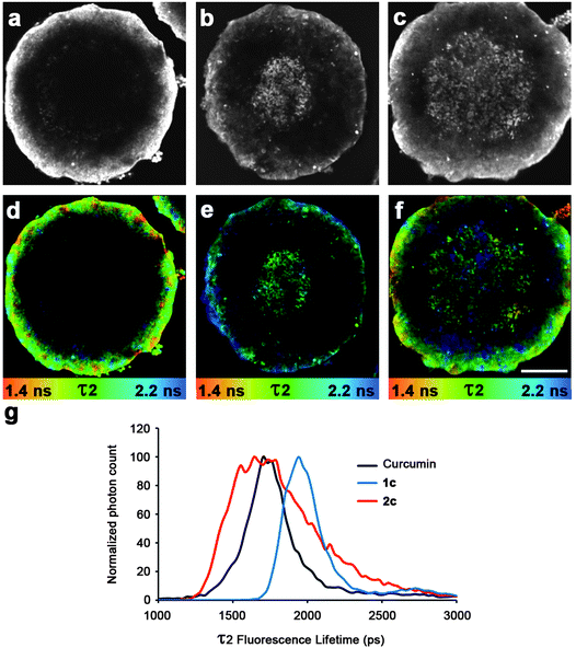 Top: confocal fluorescence microscopy images of spheroids treated with 20 μM of (a) curcumin (b) 1c and (c) 2c. Middle: lifetime maps of the treated spheroids (d) curcumin (e) 1c (f) 2c (scale bar = 100 μm). Bottom: (g) global lifetime emissions for curcumin, 1c and 2c.