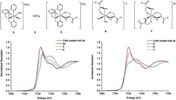 Top: chemical structures of complexes 3–7. Bottom left: XANES spectra of DLD-1 cells treated with 2c (red), 2c and aquation product 3 and cobalt(ii) standard 4. Bottom right: XANES spectra of DLD-1 cells treated with 2c (red), with possible cobalt(iii) cysteine metabolites 5, 6 and 7.