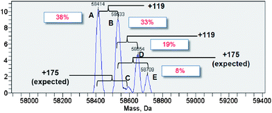 Major unexpected conjugates indicated by the LC-MS (ESI) spectrum of the reaction of PTAD with CRM197 in phosphate buffer.