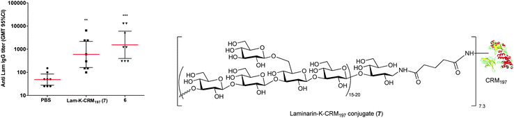 Immune response induced in CD1 mice by the conjugate 6 and a laminarin conjugate vaccine 7 prepared by active ester chemistry on lysine30 at 2 μg saccharide dose and formulated with adjuvant MF59. Table shows GMT ELISA 95% CI. [** P = 0.0021 7vs. PBS. *** P = 0.0008 6vs. PBS].