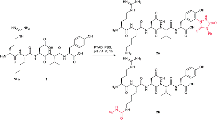 Reaction of thymopentin 1 with PTAD in PBS.