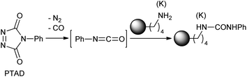 Postulated pathway to the lysine conjugate.