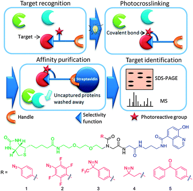 Above: schematic representation of the application of photoaffinity probes. Below: potential photoaffinity probes for 2-oxoglutarate oxygenases incorporating 5 different photoreactive groups.