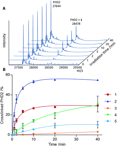 (A) Deconvoluted ESI MS of PHD2 after irradiation (310 nm) in the presence of MnII and 1. (B) Percentage of crosslinked PHD2 upon irradiation (310 nm) in the presence of probes 1–5, as determined by ESI MS. Data represent mean intensities of repeats (n = 3), error bars show 1 standard deviation.