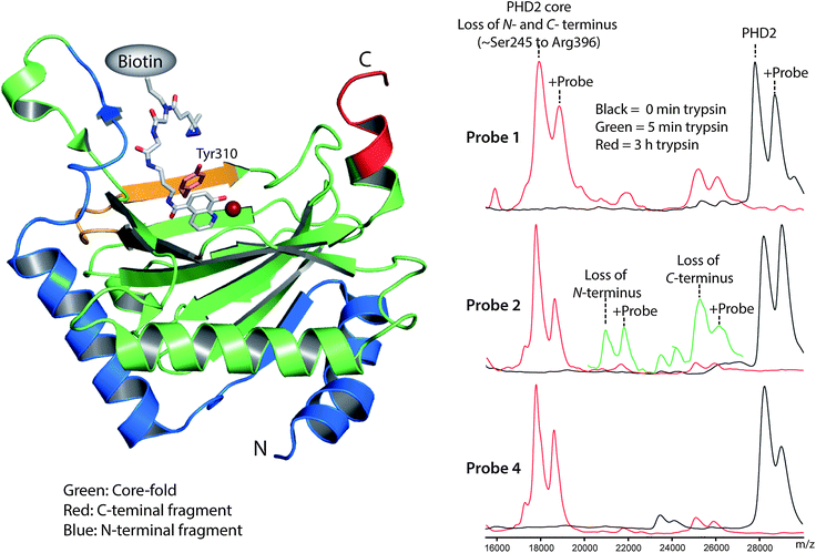 Limited trypsinolysis of PHD2 identifies the region of crosslinking. Above: view derived from a crystal structure of PHD2 (PDB ID: 3HQU)16 docked with diazirine 4 (grey) indicating the sites of photocrosslinking. The ‘core-fold’ (green), N-terminal (blue) and beginning of the C-terminal (red) region as defined by partial trypsinolysis are shown. The trypsin-derived peptide and tyrosine-residue identified as crosslinking to 4 by LCMS/MS in yellow and pink. Below: MALDI mass spectra derived from partial trypsinolysis of PHD2 crosslinked to probes 1, 2 and 4. Black line: before trypsin digest. Red line: 3 h trypsin digest. Green line: 5 min trypsin digest.