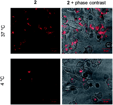 Temperature-dependent uptake of 2. MCF-7 cells incubated with 2 (10 μM for 60 min) at either 37 °C (top) or 4 °C (bottom). Overlay of MLCT emission from 2 and phase contrast micrographs is included for reference (right hand column). Identical microscopy settings used for each incubation condition.