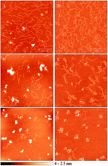 AFM images of linear plasmid pSP73 (2464 bp) mixed with flexicates at various DNA base : flexicate ratios. (A–C) DNA with ΛFe,SC-[Fe2L1a3]Cl4 at 5 : 1, 3 : 1 and 2 : 1 ratios, respectively. (D–F) DNA with ΛFe,RC-[Fe2L2a3]Cl4 at 1 : 2, 1 : 4 and 1 : 6 ratios, respectively.