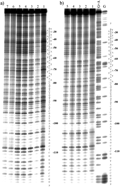 Autoradiogram of DNase I footprint of 3′ end labeled top strand of the 158 bp HindIII/NdeI restriction fragment of the plasmid pSP73 in the presence of the flexicates. The nucleotide sequence of the fragment is shown on the right side of the gel and numbers refer to the sequence shown in the corresponding differential cleavage plots in Fig. 8. For (a) lane 1: DNA in the absence of flexicates, lanes 2–7: DNA mixed with ΛFe,SC-[Fe2L1a3]Cl4, ΔFe,RC-[Fe2L1a3]Cl4, ΛFe,RC-[Fe2L2a3]Cl4, ΔFe,SC-[Fe2L2a3]Cl4, ΛFe,SC-[Fe2L2b3]Cl4, ΔFe,RC-[Fe2L2b3]Cl4 respectively. All at 10 : 1 (DNA base : flexicate) ratios. For (b) lane 1: DNA in the absence of flexicates, lanes 2 and 3: DNA mixed with ΛFe,SC-[Fe2L1a3]Cl4 at 20 : 1 and 10 : 1 (DNA base : flexicate) ratios respectively, lanes 4 and 5: DNA mixed with ΔFe,RC-[Fe2L1a3]Cl4 at 20 : 1 and 10 : 1 ratios respectively, lanes G + A and G correspond to Maxam–Gilbert G + A and G ladders.