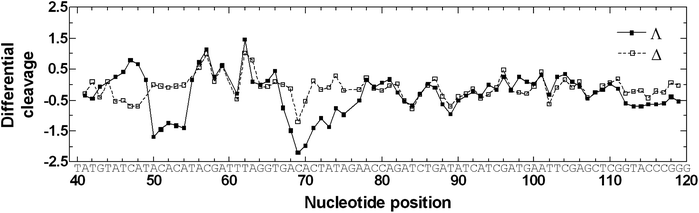 Caption differential cleavage plots for the ΛFe- and ΔFe-enantiomers of [Fe2L1a3]Cl4 showing the induced differences in susceptibility to DNase I digestion on the 158 bp HindIII/NdeI restriction fragment of the plasmid pSP73 at 10 : 1 (DNA base : flexicate) ratio. The vertical scale is in units of ln(fc) − ln(f0), where fc is the fractional cleavage at any bond in the presence of flexicate and f0 is the fractional cleavage of the same bond in the control. Positive values indicate enhancement, negative values indicate inhibition.