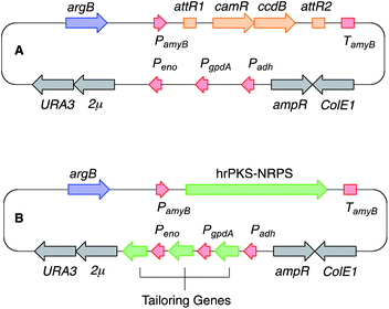 Schematic representation of the fungal expression vector system used in this study. See text for abbreviations. (A) Native vector; (B), with genes for expression; red, fungal promoter and terminator sequences; blue, fungal selection marker; grey, genes for use in yeast and E. coli; orange, in vitro recombination cassette; green, biosynthetic genes.