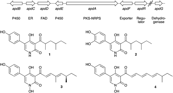 Aspyridone A 1 and B 2, related 2-pyridones tenellin 3 and desmethylbassianin 4 and the proposed apd biosynthetic gene cluster.