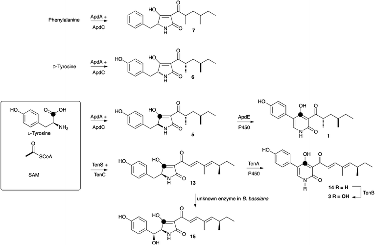 Biosynthetic pathways of aspyridone A 1 and tenellin 3.