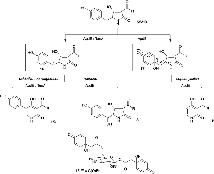 Oxidative mechanisms leading to 2-pyridones and β-hydroxy tetramic acids.