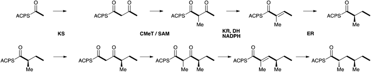 Proposed biosynthesis of the aspyridone polyketide.