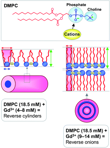 Mechanism by which cations such as Gd3+ modulate the reverse self-assembly of saturated lipids such as DMPC. The top panel shows the structure of DMPC – the phosphate portion of the phosphocholine headgroup is expected to be the binding site for cations. The bottom left panel shows that at moderate Gd3+ : DMPC ratios, the net geometry resembles a truncated cone, causing assembly into cylindrical reverse micelles. In contrast, the bottom right panel depicts the scenario at higher Gd3+ : DMPC ratios. In this case, the bound ions force the lipid molecules to be closer to each other, and as a result, the lipid tails straighten and slightly elongate. As a result, the cross-sectional area of the tail region atail (red arrow) is reduced and it becomes comparable to the cross-sectional area of the head region ahead (blue arrow). The net geometry is cylinder-like, which leads to the formation of reverse bilayers.