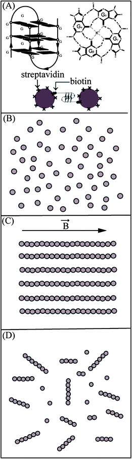 Schematic diagram showing our strategy for the formation of magnetic bead chains bridged by DNA G-quadruplexes. (A) A possible G-quadruplex formed by the two strands of GQ2 with three layers of G-tetrad. The structure of a G-tetrad, with four guanine bases forming hydrogen bonds, is shown. A scheme for the bonding between the beads is provided with streptavidin coated beads and DNA with biotin at the end. (B) Single isolated DNA-coated beads before the application of a magnetic field. (C) Magnetic beads aligned along a straight line under a magnetic field. (D) Permanent bead chains formed after the removal of the field.