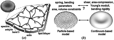 The equilibrium shape of a healthy human RBC is a biconcave disk approximately 8.0 μm in diameter and 2.0 μm in width. (a) A schematic view of the RBC membrane; reproduced from ref. 14 with permission from Elsevier. (b) A sketch of the particle- and continuum-based RBC models; adapted from ref. 15.