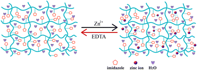 A schematic diagram depicting the mechanism underlying a small number of zinc ions triggered reversible shape memory behavior. The imidazole rings coordinate with zinc ions; in EDTA solution, the Zn2+–imidazole linkages are dissociated.