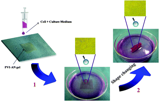 Procedure depicting the formation of cell-encapsulating tubular hydrogel scaffold. (1) L929 cells were seeded on the flat square PVI-AN hydrogel; (2) the cell-attached gel sheet was taken out and curled into a tubular-like scaffold, which was immediately placed into 5 mmol L−1 Zn2+ culture medium for 20 minutes to fix the temporary shape.